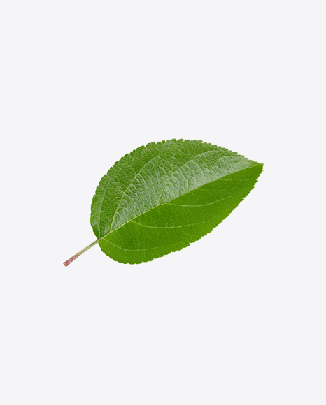 Apple Tree Leaf