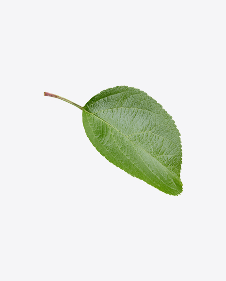 Apple Tree Leaf