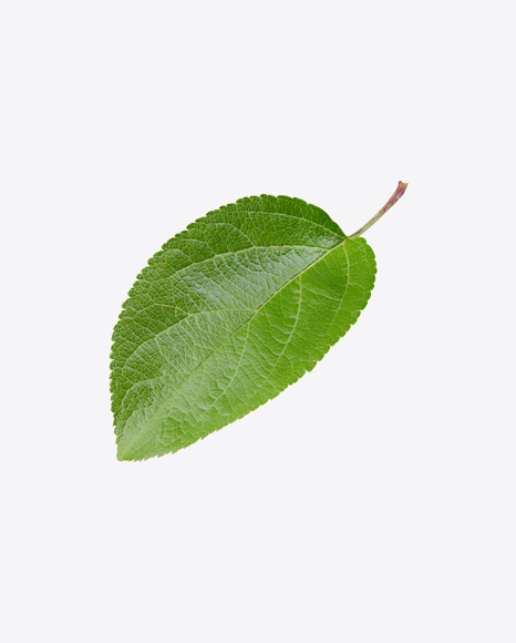 Apple Tree Leaf