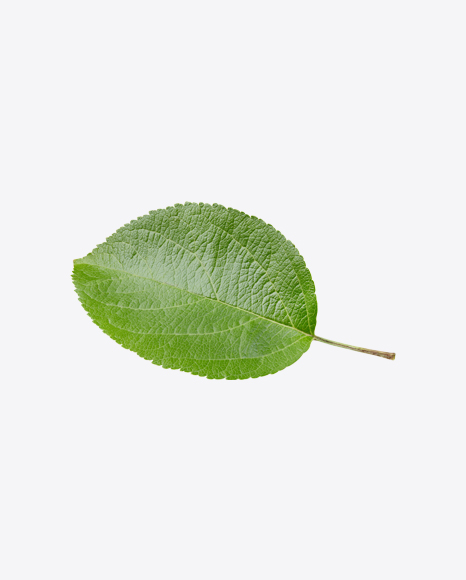 Apple Tree Leaf