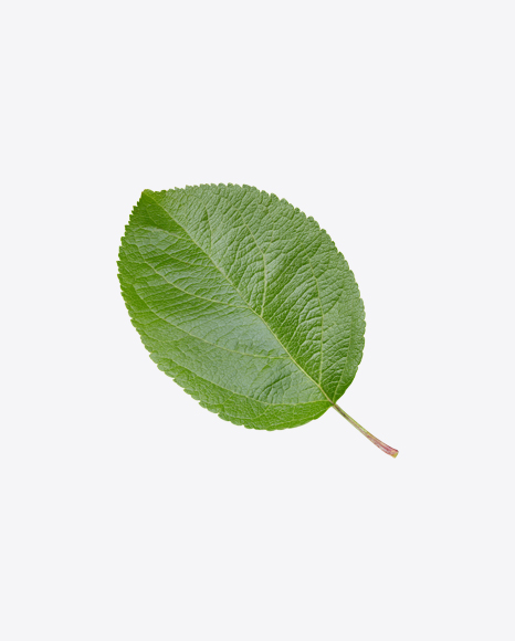 Apple Tree Leaf