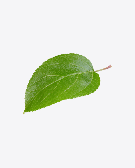 Apple Tree Leaf