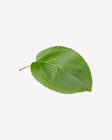 Apple Tree Leaf