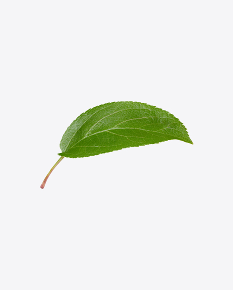 Apple Tree Leaf