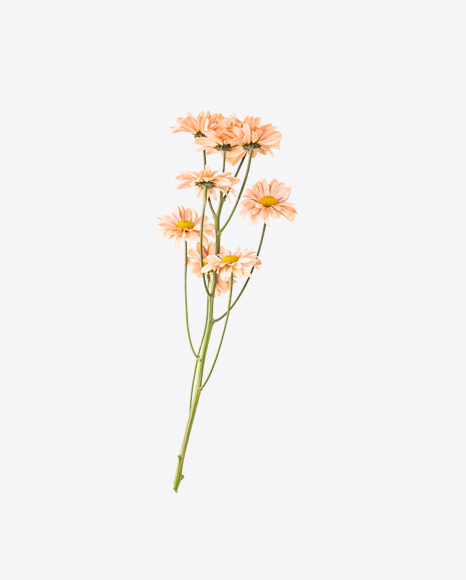 Branch of Daisy Flowers PNG
