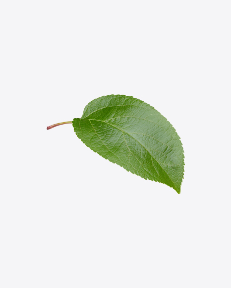 Apple Tree Leaf