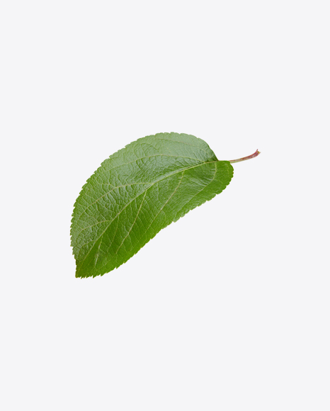Apple Tree Leaf