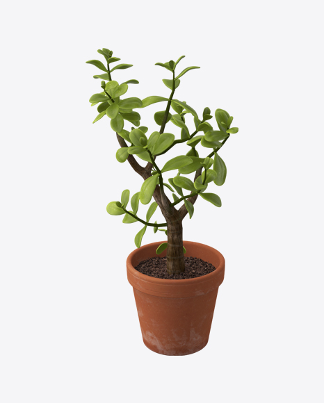 Crassula in Pot PNG