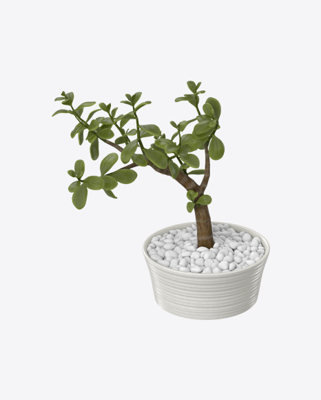 Crassula in Pot PNG