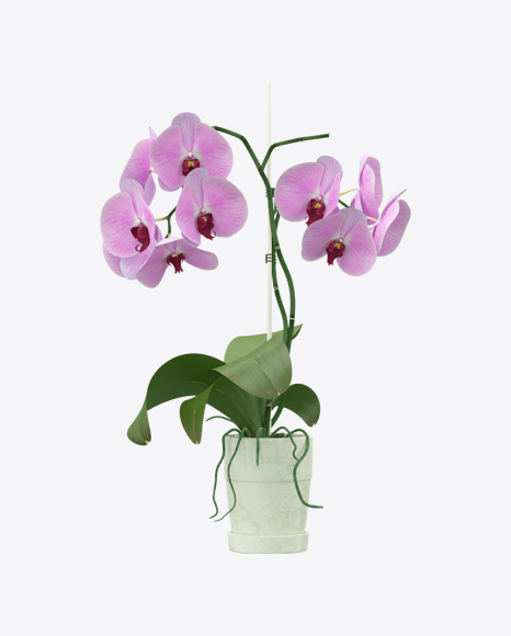 Orchid in Pot PNG