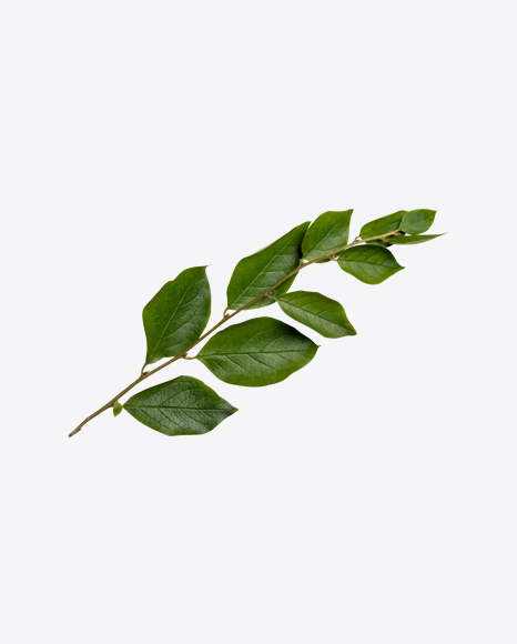 Green Tree Branch PNG