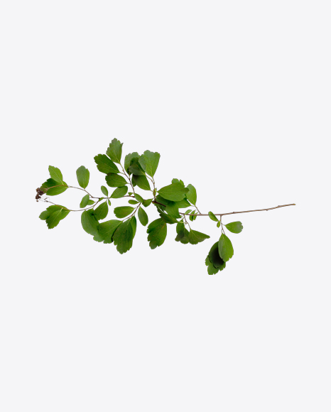 Green Tree Branch PNG