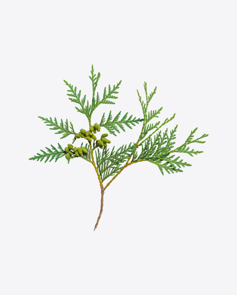 Thuja Branch PNG