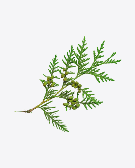 Thuja Branch PNG