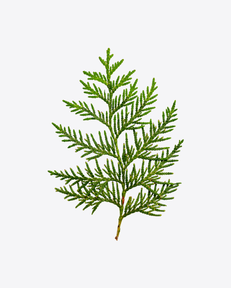 Thuja Branch PNG