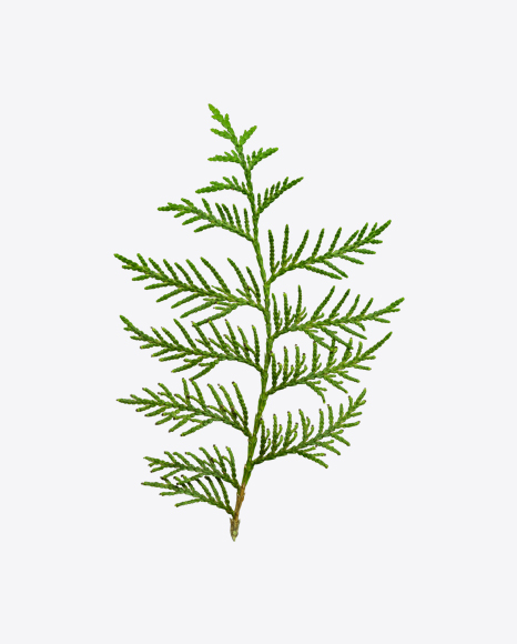 Thuja Branch PNG