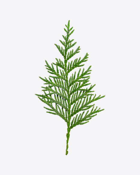 Thuja Branch PNG