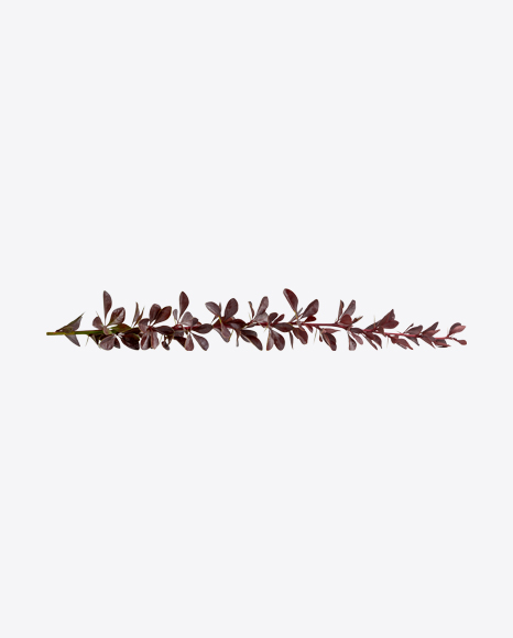 Barberry Tree Branch PNG