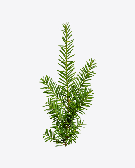 Pine Branch PNG