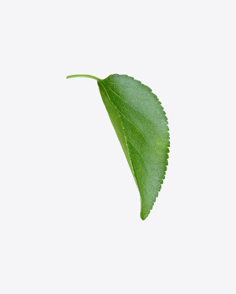 Apple Tree Leaf