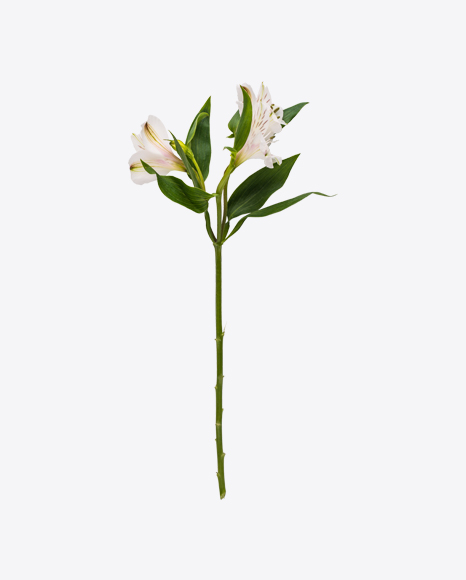 Branch of Peruvian Lily PNG