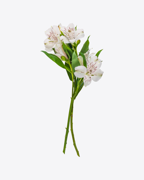 Peruvian Lily Bouquet PNG