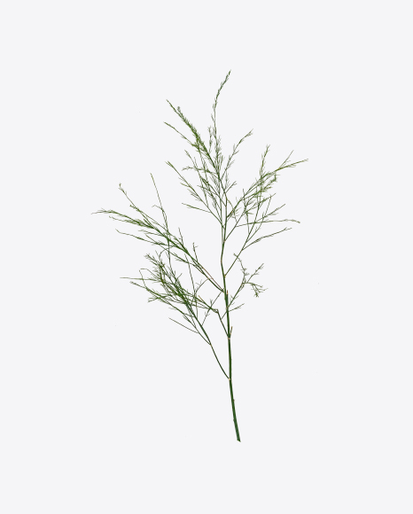 Herbal Branch PNG