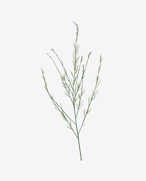 Herbal Branch PNG