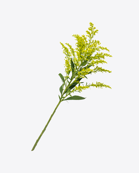 Herbal Branch PNG