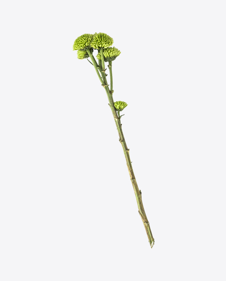 Bunium Branch PNG