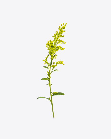 Herbal Branch PNG