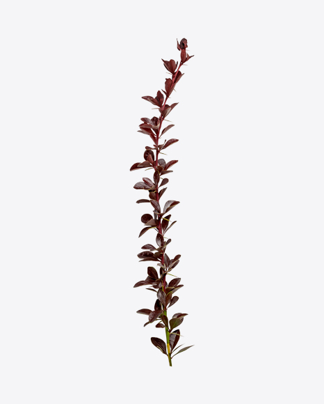 Barberry Tree Branch PNG
