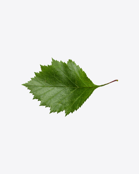 Birch Green Leaf PNG