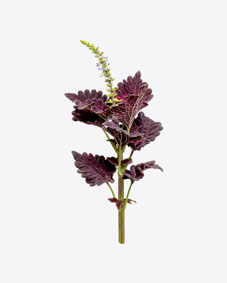 Coleus Branch PNG