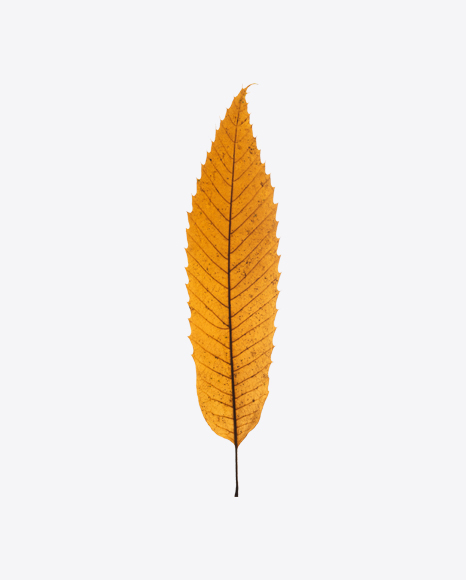 Yellow Dried Tree Leaf