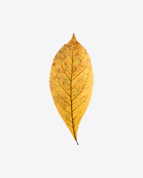 Yellow Dried Tree Leaf