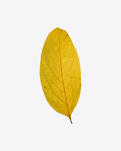 Yellow Dried Tree Leaf