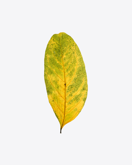 Yellow Dried Tree Leaf