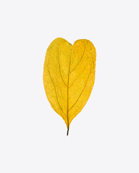 Yellow Dried Tree Leaf