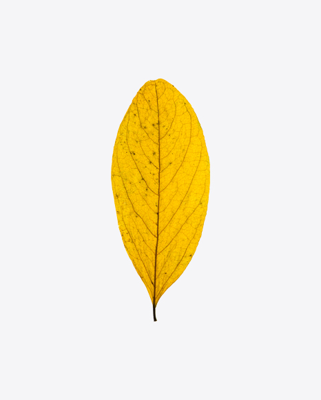 Yellow Dried Tree Leaf