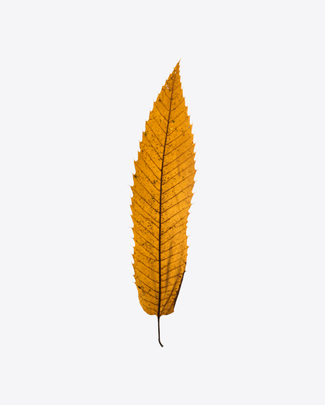 Yellow Dried Tree Leaf