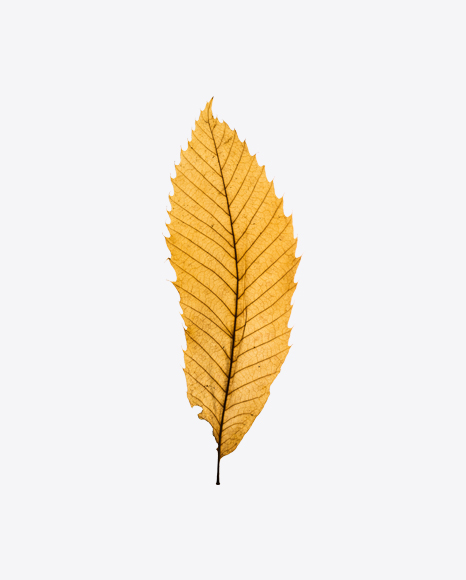 Yellow Dried Tree Leaf