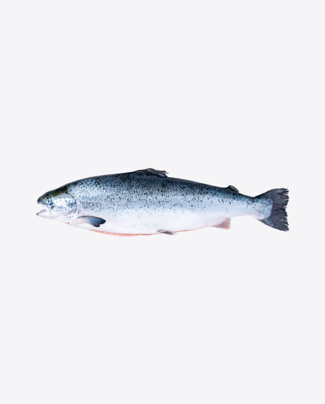Raw Salmon Fish
