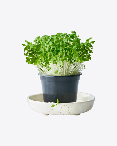 Microgreen in Pot