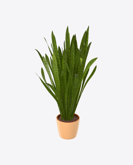 Snake Plant in Pot PNG