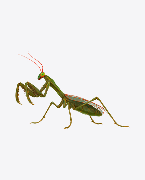 Praying Mantis PNG