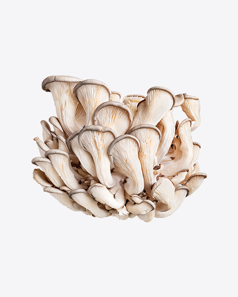 Oyster Mushroom