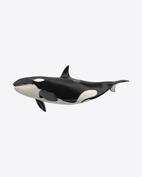 Killer Whale PNG