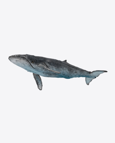 Gray Whale PNG