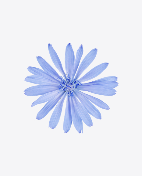 Chicory Flower PNG